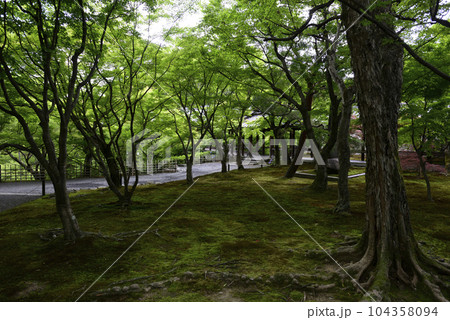 東福寺　新緑 104358094