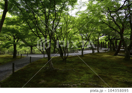 東福寺　新緑 104358095