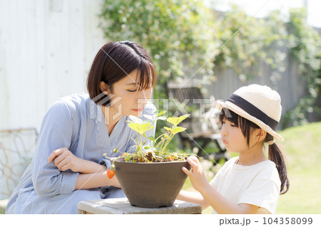 イチゴを育てる親子の写真 イチゴを育てる親子の写真 104358099