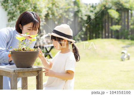 イチゴを育てる親子の写真 イチゴを育てる親子の写真 104358100