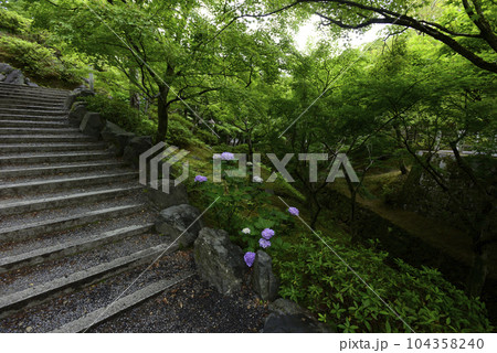 東福寺　紫陽花と新緑 104358240