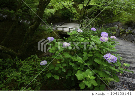 東福寺　紫陽花と新緑 104358241