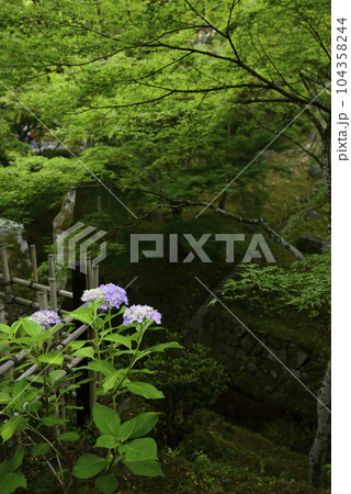東福寺　紫陽花と新緑 104358244