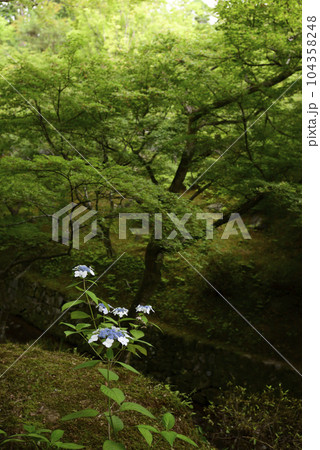 東福寺　紫陽花と新緑 104358248