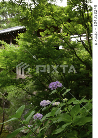 東福寺　紫陽花と新緑 104358249