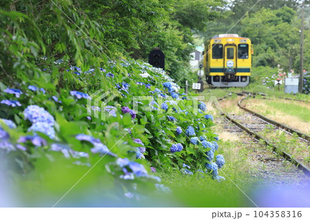 いすみ鉄道「国吉駅ホームから見た紫陽花風景」 104358316