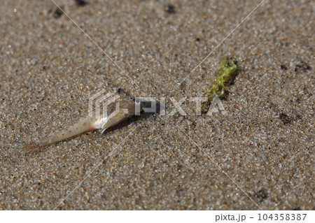 A little fish lying on a sandy beach - has died A little fish lying on a sandy beach - has died 104358387