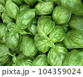 バジル 2 104359024