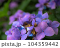 長谷寺　紫陽花 104359442