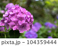 長谷寺　紫陽花 104359444