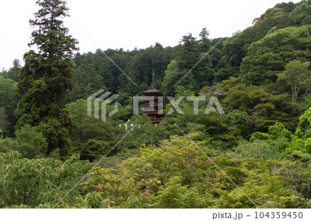 長谷寺　紫陽花 104359450