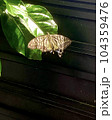 羽を休めるアゲハチョウ 104359476