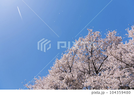 満開の桜　舞い散る桜と飛行機雲 104359480