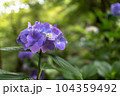 長谷寺　紫陽花 104359492