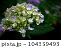 長谷寺　紫陽花 104359493