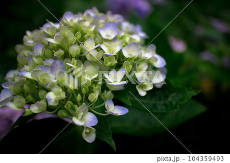 長谷寺 紫陽花 長谷寺 紫陽花 104359493