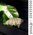 羽を休めるアゲハチョウ 2 104359500