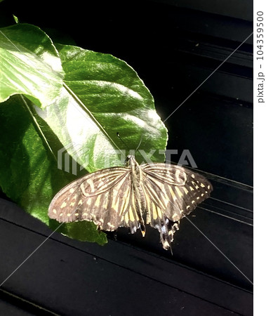 羽を休めるアゲハチョウ 2 104359500