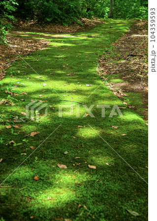 苔の道 苔の道 104359593