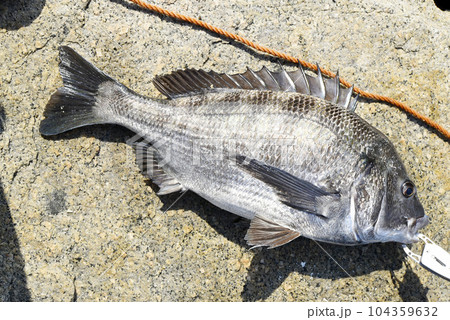 釣りたての魚 釣りたての魚 104359632