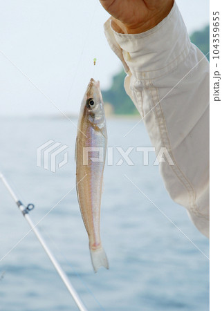 船釣りで釣れた魚 船釣りで釣れた魚 104359655