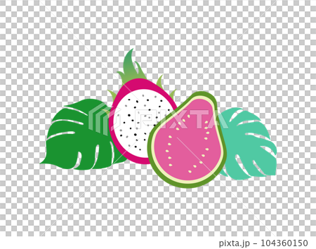 Simple illustration of tropical fruits (guava, dragon fruit) and monstera leaves Simple illustration of tropical fruits (guava, dragon fruit) and monstera leaves 104360150