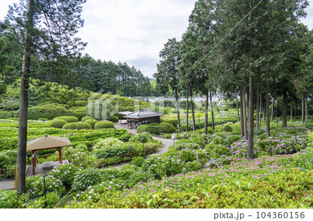 満開の紫陽花が美しい三室戸寺（京都府宇治市莵道滋賀谷） 104360156