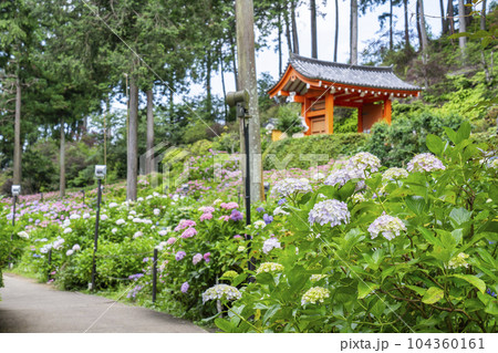 満開の紫陽花が美しい三室戸寺(京都府宇治市莵道滋賀谷) 満開の紫陽花が美しい三室戸寺(京都府宇治市莵道滋賀谷) 104360161
