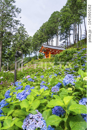 満開の紫陽花が美しい三室戸寺（京都府宇治市莵道滋賀谷） 104360162