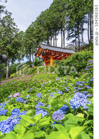 満開の紫陽花が美しい三室戸寺（京都府宇治市莵道滋賀谷） 104360163