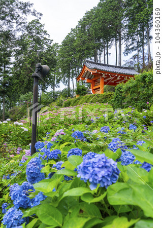 満開の紫陽花が美しい三室戸寺（京都府宇治市莵道滋賀谷） 104360169