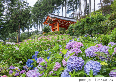 満開の紫陽花が美しい三室戸寺（京都府宇治市莵道滋賀谷） 104360173