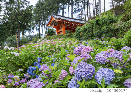 満開の紫陽花が美しい三室戸寺（京都府宇治市莵道滋賀谷） 104360174