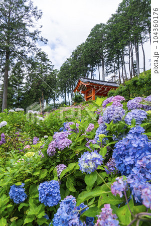 満開の紫陽花が美しい三室戸寺（京都府宇治市莵道滋賀谷） 104360176