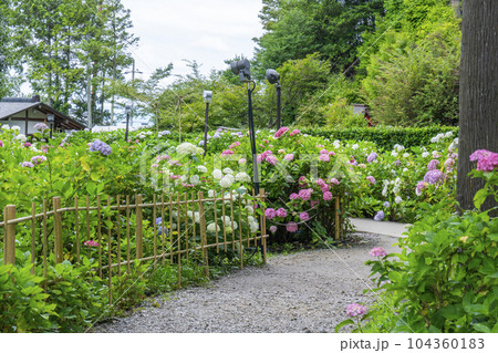 満開の紫陽花が美しい三室戸寺(京都府宇治市莵道滋賀谷) 満開の紫陽花が美しい三室戸寺(京都府宇治市莵道滋賀谷) 104360183