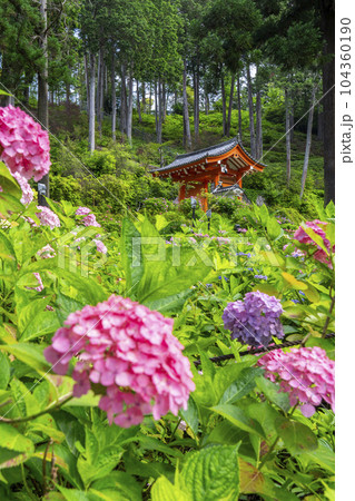 満開の紫陽花が美しい三室戸寺（京都府宇治市莵道滋賀谷） 104360190