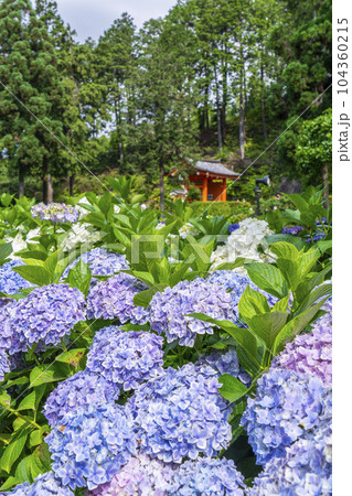 満開の紫陽花が美しい三室戸寺（京都府宇治市莵道滋賀谷） 104360215