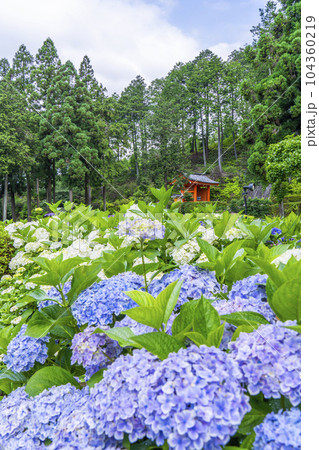 満開の紫陽花が美しい三室戸寺(京都府宇治市莵道滋賀谷) 満開の紫陽花が美しい三室戸寺(京都府宇治市莵道滋賀谷) 104360219