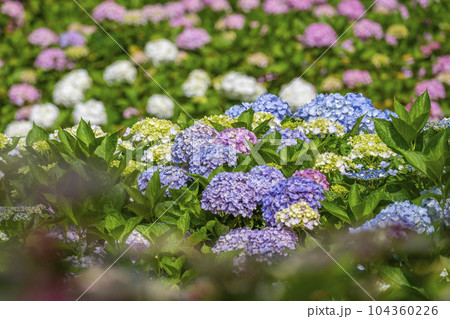 満開の紫陽花が美しい三室戸寺（京都府宇治市莵道滋賀谷） 104360226