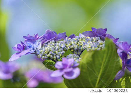 満開の紫陽花が美しい三室戸寺（京都府宇治市莵道滋賀谷） 104360228