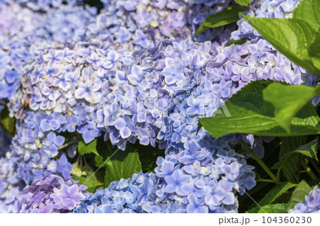 満開の紫陽花が美しい三室戸寺（京都府宇治市莵道滋賀谷） 104360230