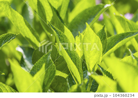 三室戸寺　あじさい園　新緑の若葉（京都府宇治市莵道滋賀谷） 104360234