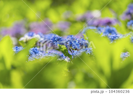 満開の紫陽花が美しい三室戸寺（京都府宇治市莵道滋賀谷） 104360236