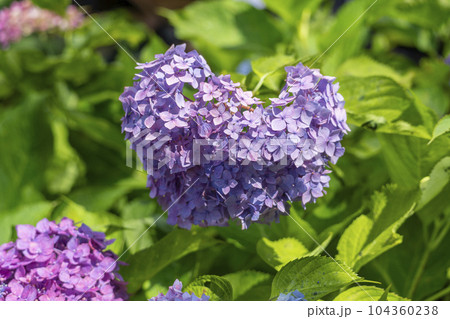 三室戸寺 ハート型の紫陽花(京都府宇治市莵道滋賀谷) 三室戸寺 ハート型の紫陽花(京都府宇治市莵道滋賀谷) 104360238