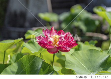 三室戸寺 ハスの花(京都府宇治市莵道滋賀谷) 三室戸寺 ハスの花(京都府宇治市莵道滋賀谷) 104360242