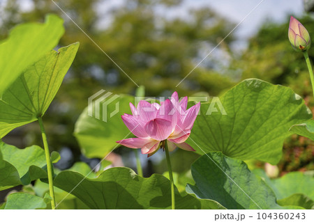 三室戸寺 ハスの花(京都府宇治市莵道滋賀谷) 三室戸寺 ハスの花(京都府宇治市莵道滋賀谷) 104360243