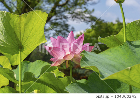 三室戸寺 ハスの花(京都府宇治市莵道滋賀谷) 三室戸寺 ハスの花(京都府宇治市莵道滋賀谷) 104360245