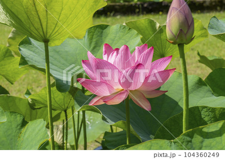 三室戸寺 ハスの花(京都府宇治市莵道滋賀谷) 三室戸寺 ハスの花(京都府宇治市莵道滋賀谷) 104360249