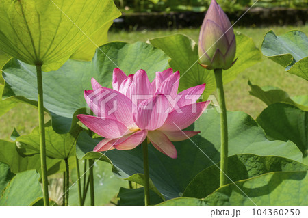 三室戸寺　ハスの花（京都府宇治市莵道滋賀谷） 104360250