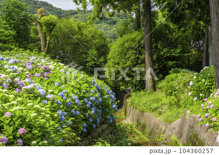 満開の紫陽花が美しい三室戸寺（京都府宇治市莵道滋賀谷） 104360257